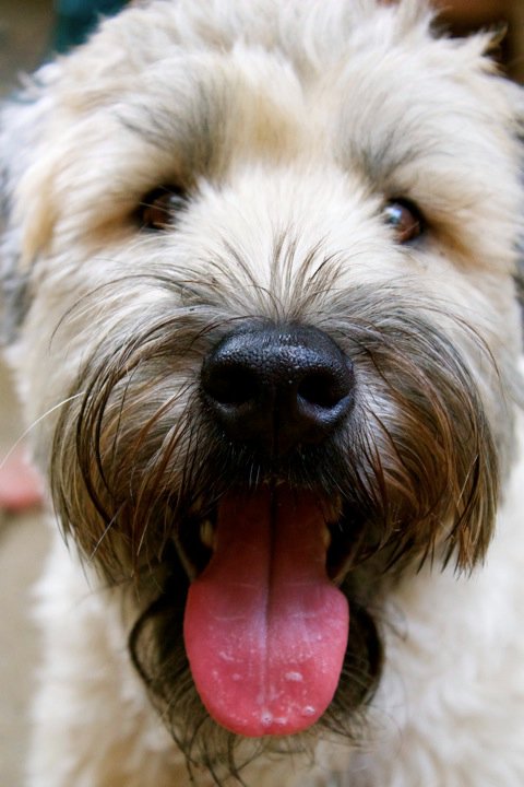 Dog
